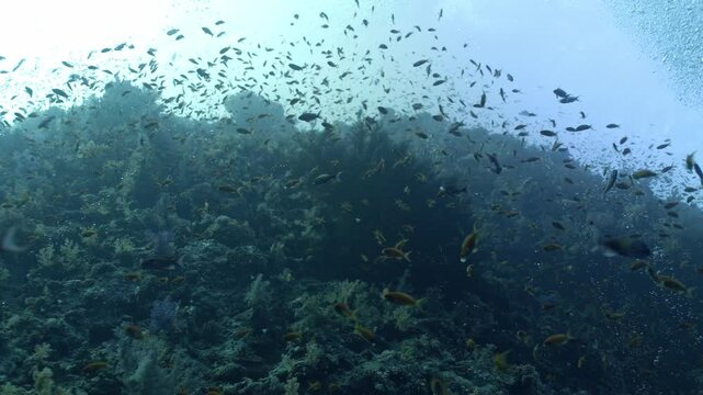 The sheer abundance of life at Yolanda Reef, where a massive, shimmering cloud of thousands of orange and gold Lyretail Anthias (Pseudanthias squamipinnis) swarms vertical reef wall.