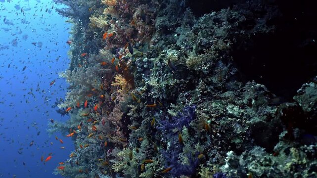 The sheer abundance of life at Yolanda Reef, where a massive, shimmering cloud of thousands of orange and gold Lyretail Anthias (Pseudanthias squamipinnis) swarms vertical reef wall.