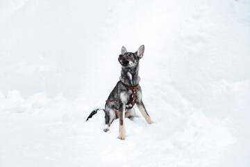 A dog is sitting in a snowy field in winter. Outdoor training. Trained mongrel dog sits and waits...