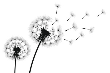 Vector illustration dandelion time. Black Dandelion seeds blowing in the wind. The wind inflates a dandelion isolated on a white background.