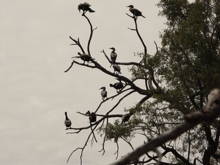 Cormorants in a tree