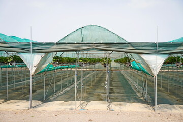 Strawberry cultivation. A large berry greenhouse.