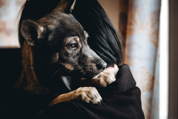 Sad dog is in a volunteer helping hands. An adoption of rescue animal. A lonely lost doggy hugs a human. The person adopts the abandoned homeless dog from a shelter. The pet misses for his dead owner