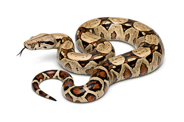 Obraz premium Boa constrictor snake coiled on white background wildlife reptile predator