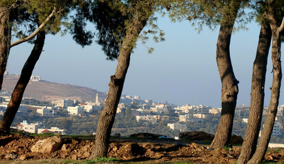 Obraz premium Trees on the side of the main road in a mountainous area of ​​the Jordanian city of Salt