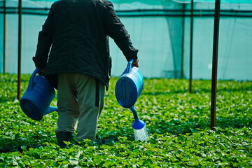The gardener is watering strawberries from a watering can. A large berry greenhouse.