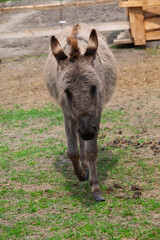 Fototapeta premium Gray Donkey Walking Toward Camera On Farm