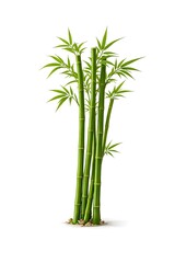 Bamboo Plant with Green Stems and Leaves on White Background