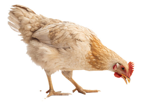 Ultra realistic chicken pecking grain, full body or medium shot, natural standing posture, chicken eating animal feed, realistic feathers texture, natural proportions, soft studio lighting, calm neutr