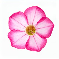 Naklejka premium Isolated single pink flower blossom with delicate petals on a clean white background