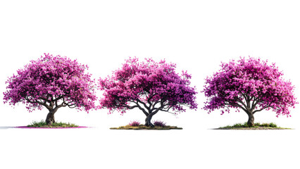 Obraz premium “Redbud Tree in Full Pink Bloom, isolated on a transparent background”