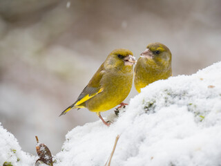 Gr&uuml;nfink, Chloris chloris