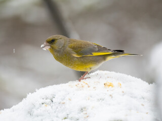 Gr&uuml;nfink, Chloris chloris