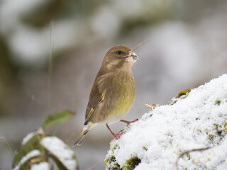 Gr&uuml;nfink, Chloris chloris