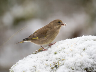 Gr&uuml;nfink, Chloris chloris