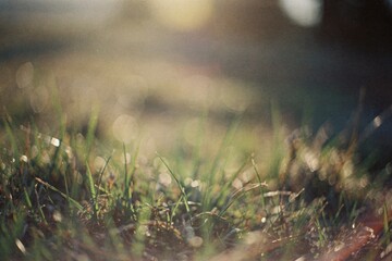 Abstract summer nature background. Soft focus on grass blades with light bokeh effect in the background.