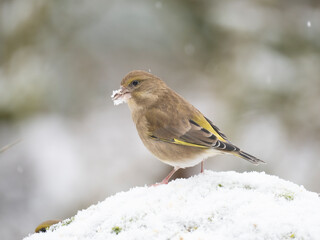 Gr&uuml;nfink, Chloris chloris