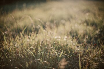 Abstract summer nature background. Soft-focus grass with dew glistening in warm sunlight, creating a serene natural atmosphere.
