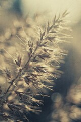 Abstract summer nature background. Delicate, textured plant close-up with a dreamy background.