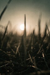 Abstract summer nature background. A blade of grass reaches towards a hazy sun in a serene, minimalist landscape.