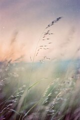 Abstract summer nature background. A serene field with tall grass swaying gently in pastel colors at dusk.