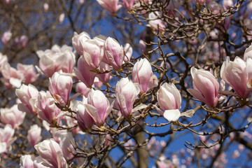 Rosa Magnolienbl&uuml;ten auf Baumzweigen im Fr&uuml;hling, Deutschland