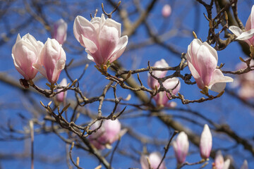 Rosa Magnolienbl&uuml;ten auf Baumzweigen im Fr&uuml;hling, Deutschland