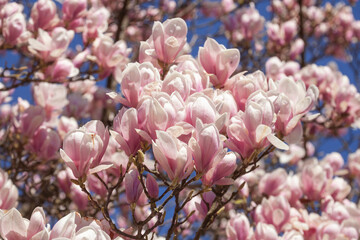 Rosa Magnolienbl&uuml;ten auf Baumzweigen im Fr&uuml;hling, Deutschland