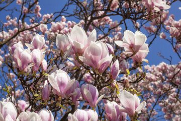 Rosa Magnolienbl&uuml;ten auf Baumzweigen im Fr&uuml;hling, Deutschland