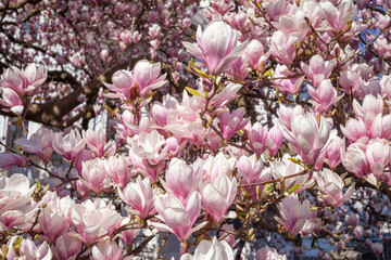 Rosa Magnolienbl&uuml;ten auf Baumzweigen im Fr&uuml;hling, Deutschland