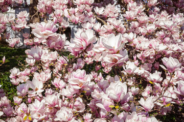 Rosa Magnolienbl&uuml;ten auf Baumzweigen im Fr&uuml;hling, Deutschland