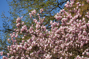 Rosa Magnolienbl&uuml;ten auf Baumzweigen im Fr&uuml;hling, Deutschland
