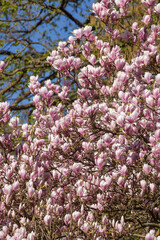 Rosa Magnolienbl&uuml;ten auf Baumzweigen im Fr&uuml;hling, Deutschland