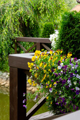 Blooming pansies hanging from the railing next to the pond in the summer garden.