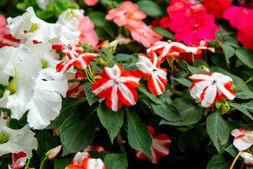 Blooming  red white impatiens in the summer garden. Close up