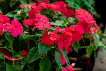 Blooming  crimson impatiens in the summer garden. Close up