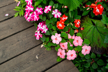 Blooming  impatiens of various varieties next to the path in the summer garden. Impatiens, jewelweed, touch-me-not, snapweed, patience, balsam 
