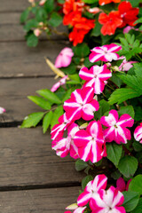 Blooming  impatiens of various varieties next to the path in the summer garden. Impatiens, jewelweed, touch-me-not, snapweed, patience, balsam 