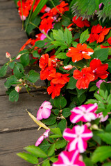 Blooming  impatiens of various varieties next to the path in the summer garden. Impatiens, jewelweed, touch-me-not, snapweed, patience, balsam 