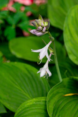 A blooming hosta in a summer garden. Close up