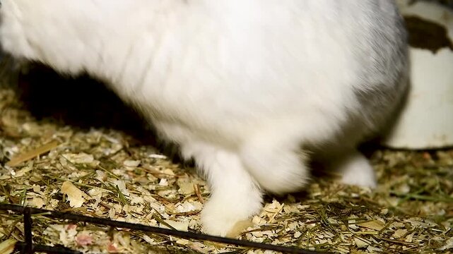 Rabbits in the cage on countryside farm, animals in captivity
