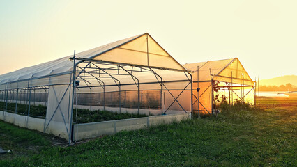 Obraz premium Sunrise at a greenhouse, showcasing sustainable agriculture. Transparent panels and metal frame, bathed in morning sun.