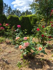 Roses grow in a beautiful garden.