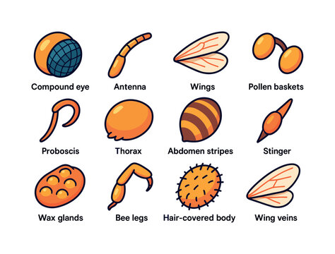 Colorful Bee Anatomy Icons. Bee anatomy. Colorful isometric vector icons set of bee anatomy: compound eye, antenna, wings, pollen baskets, proboscis, thorax,