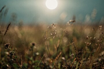 Abstract summer nature background. Golden sunlight illuminates wild grass in a serene, open field.