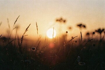 Abstract summer nature background. Golden sun setting behind silhouette of grass in a tranquil landscape.