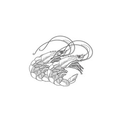 Fototapeta premium Vector illustration of a shrimp