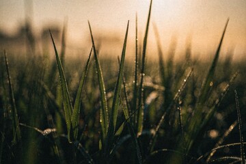 Abstract summer nature background. Dew-covered grass blades glistening in the soft morning light.