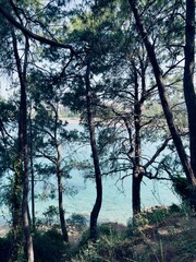 Fototapeta premium trees in the morning