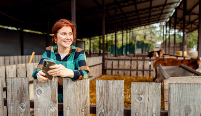Female farmer using smartphone while standing next to calves on dairy farm.